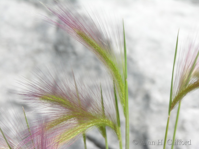 Pink grass