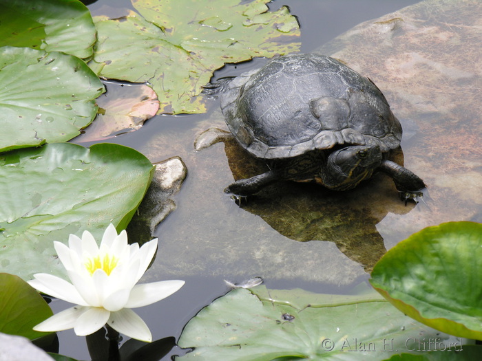 Turtle at Dr. Sun Yat-Sen Garden