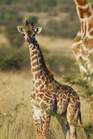 Young giraffe in the Mara
