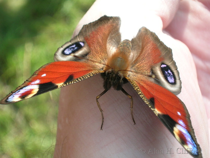 Butterly in the garden, Guildford