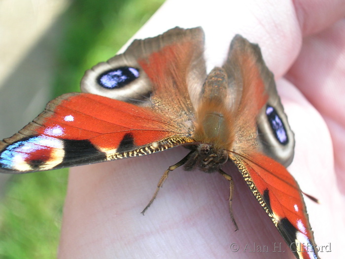 Butterly in the garden, Guildford