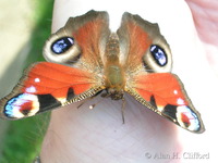 Butterly in the garden, Guildford