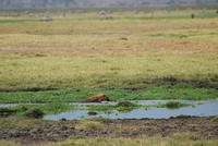 Hyena in the water