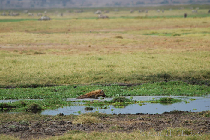 Hyena in the water