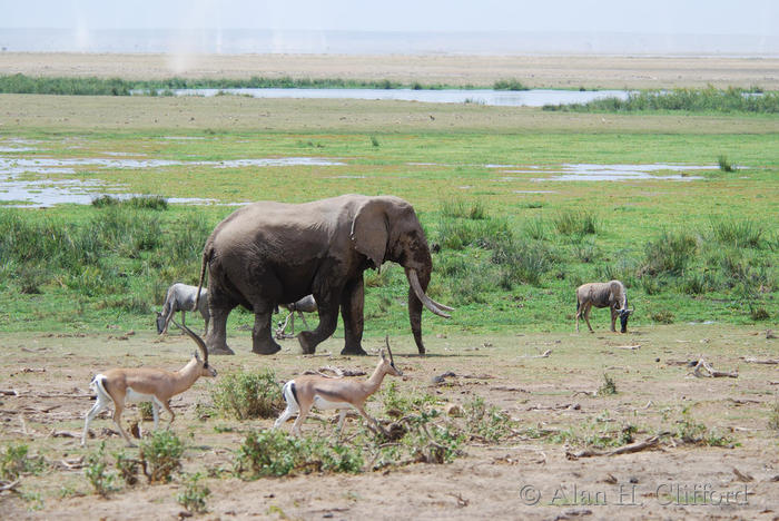 Big tusker