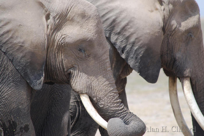 Sleepy elephants