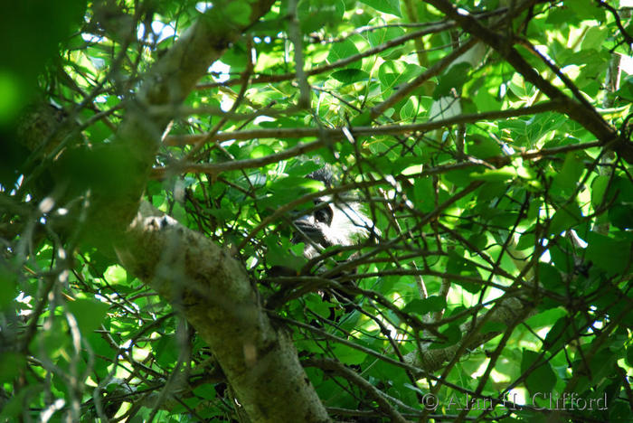 Colobus Monkey