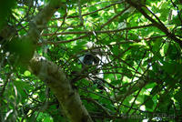 Colobus Monkey