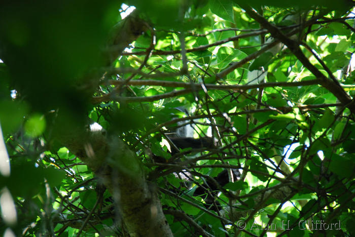 Colobus Monkey