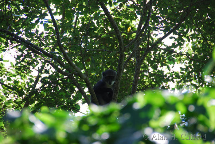 Colobus Monkey