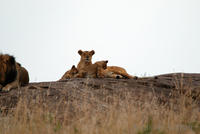 Lioness with cubs