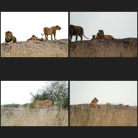 Masai Mara