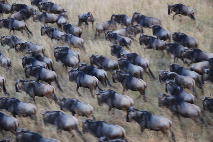 Wildebeest