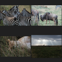 Masai Mara