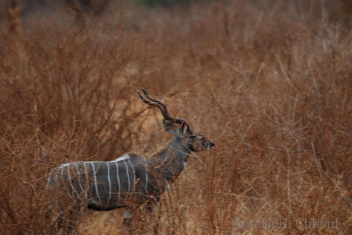 Kudu