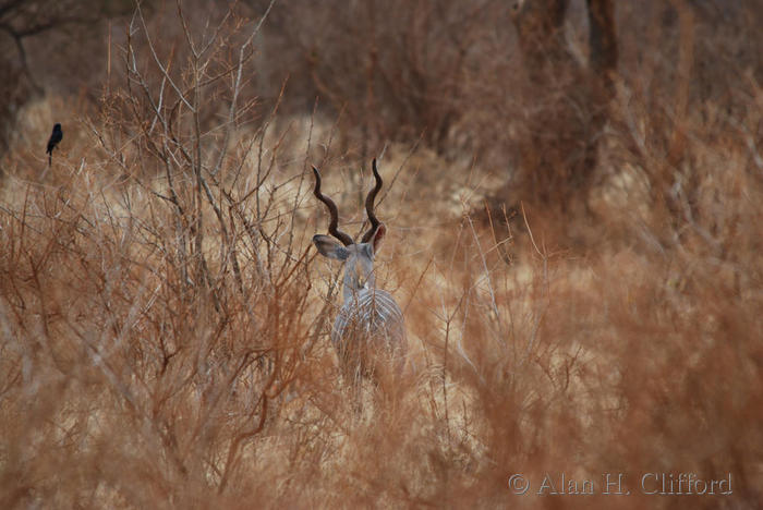 Kudu