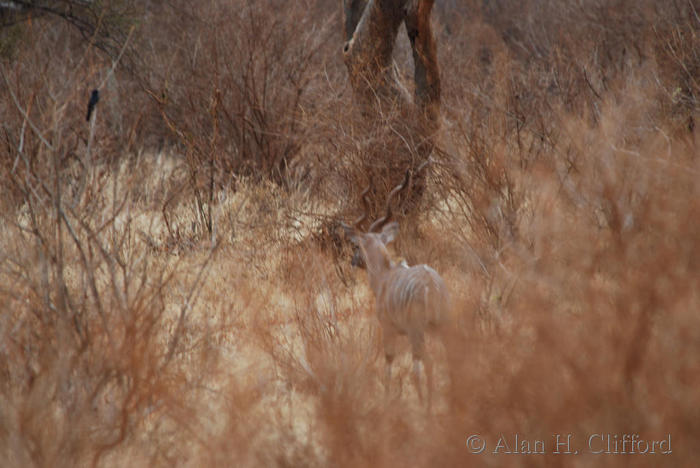 Kudu