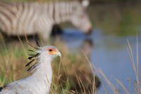 Secretary bird and zebra drinking