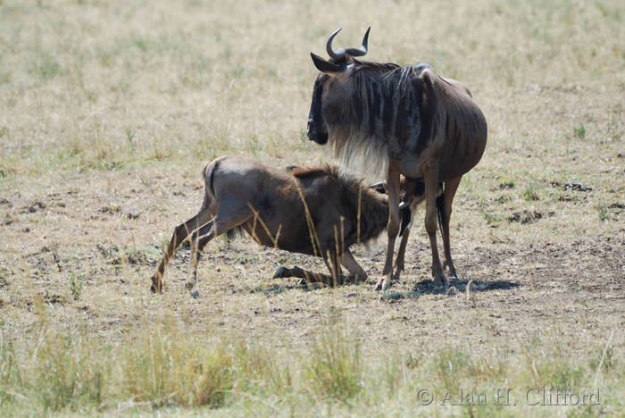 Wildebeest suckling