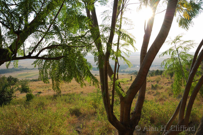 View from room at Mara Serena Lodge