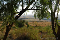 View from room at Mara Serena Lodge