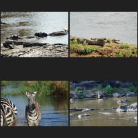 Masai Mara, 16th a.m.