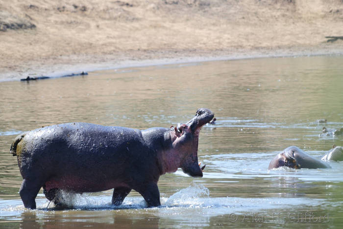 Hippopotamus