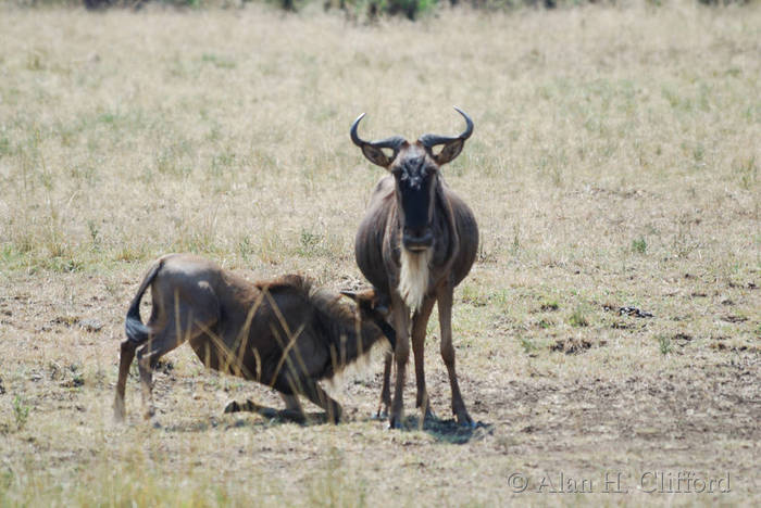 Wildebeest suckling