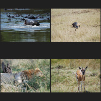 Masai Mara, 16th a.m.