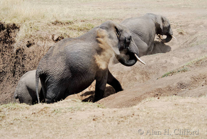 Elephant dust