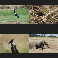 Masai Mara, 16th p.m.