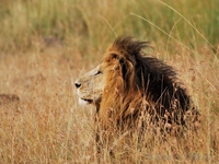 Old lion with a black mane