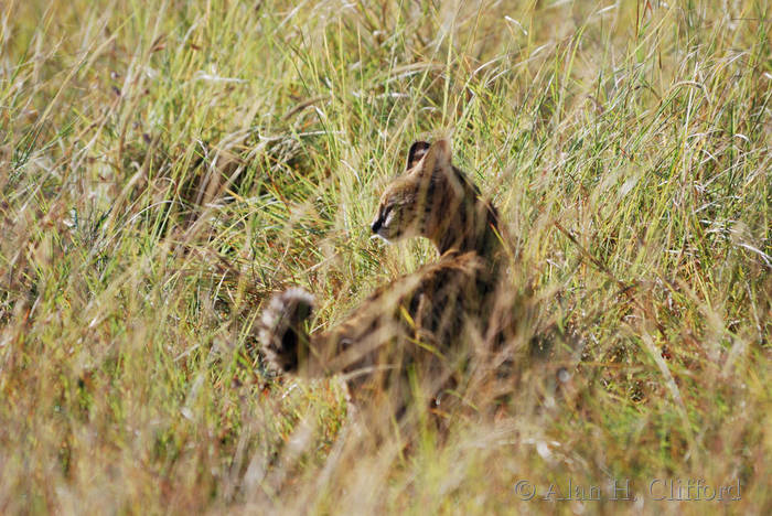 Serval Cat