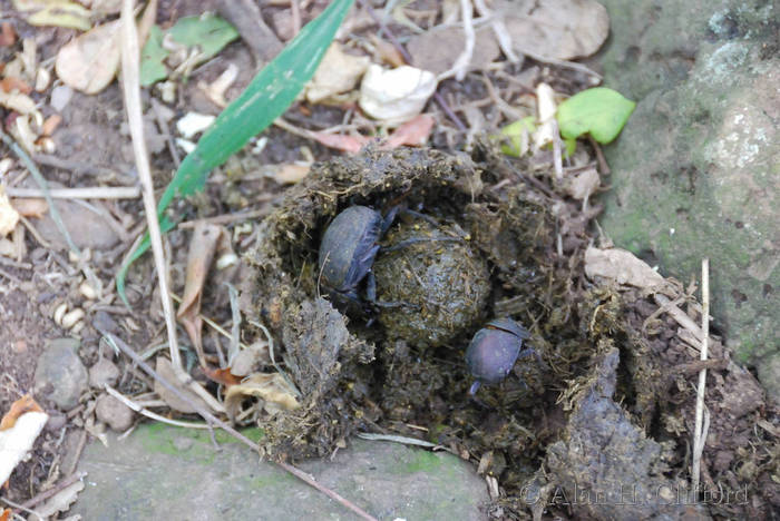 Dung Beetles