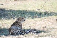 Cheetah in the Mara