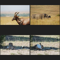 Masai Mara, 17th p.m.