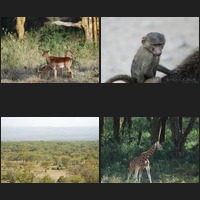 Lake Nakuru, 18th