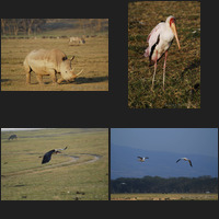 Lake Nakuru, 18th