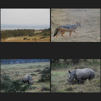 Lake Nakuru, 19th a.m.