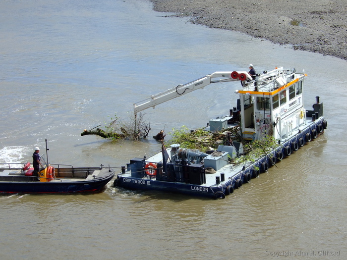 Removing a tree from the Thames at Putney