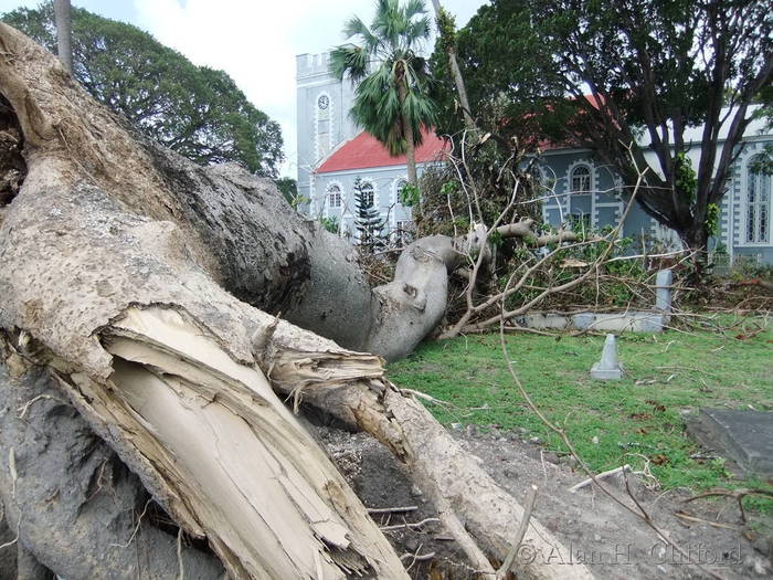 Sandbox tree at St. Mary’s after Hurricane Tomas