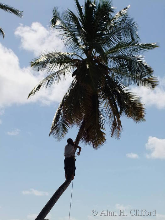 Collecting coconuts