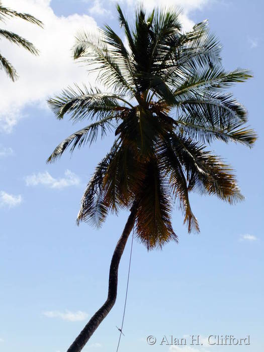 Collecting coconuts