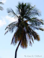 Collecting coconuts