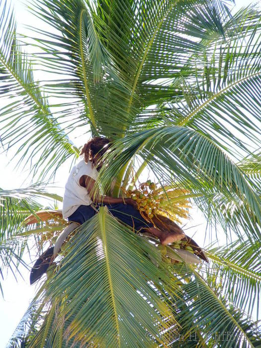 Collecting coconuts