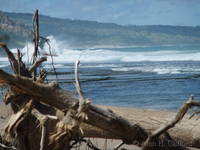 Tree on the beach near Bathsheba