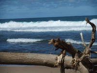 Tree on the beach near Bathsheba