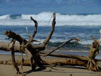 Tree on the beach near Bathsheba