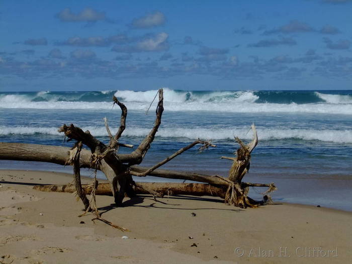 Tree on the beach near Bathsheba