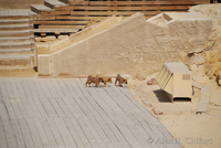 Dogs near the Sphinx